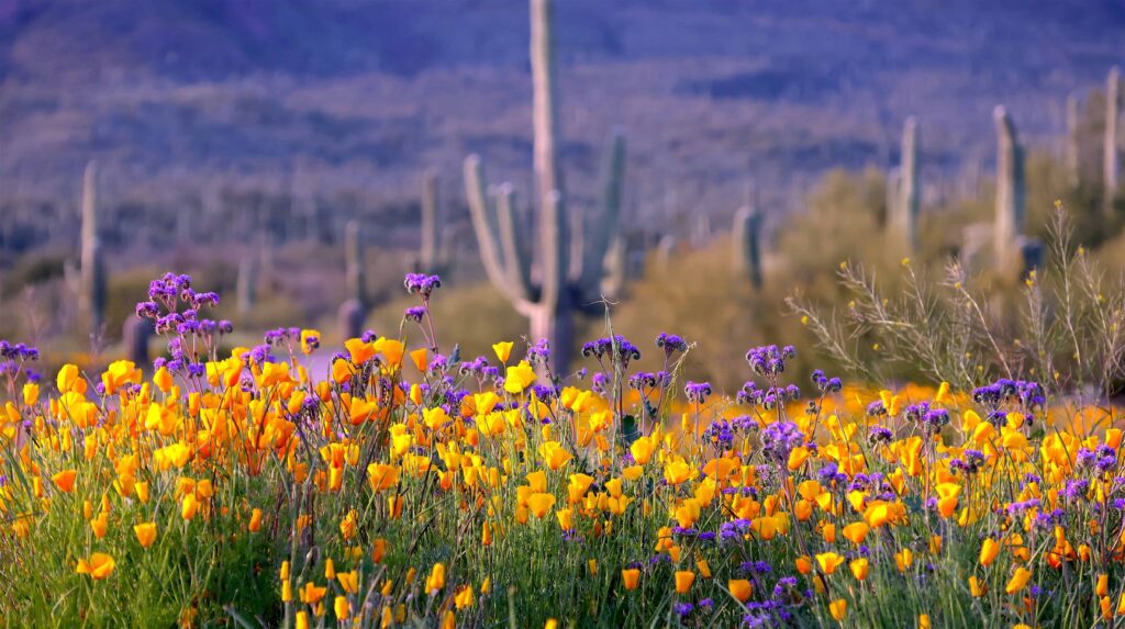 Spring Skincare Essentials for Arizona’s Rising Temps